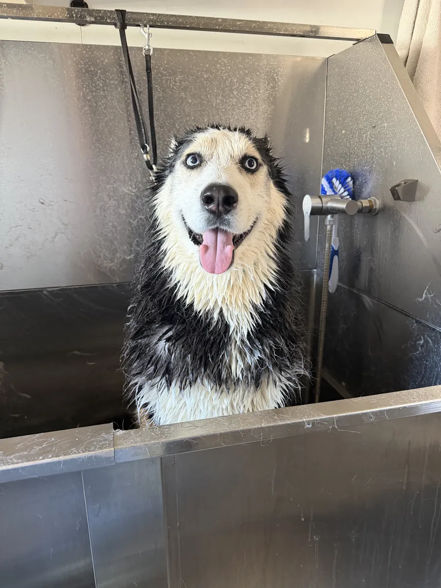 A wet black-and-white Husky smiling during a real Dirty Paws bath.