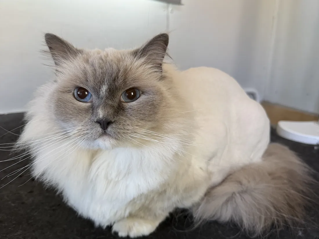 A freshly groomed Ragdoll cat resting on the grooming table.