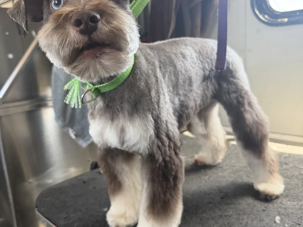 A freshly trimmed gray Schnauzer mix wearing a green bow.