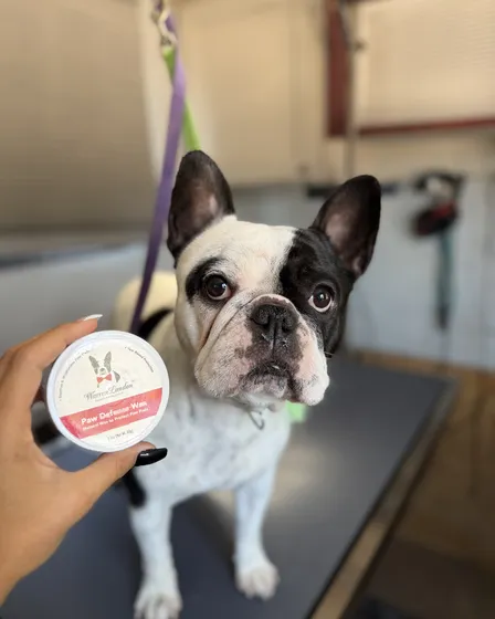 A real Dirty Paws client, a French Bulldog, sitting calmly inside the mobile grooming salon.