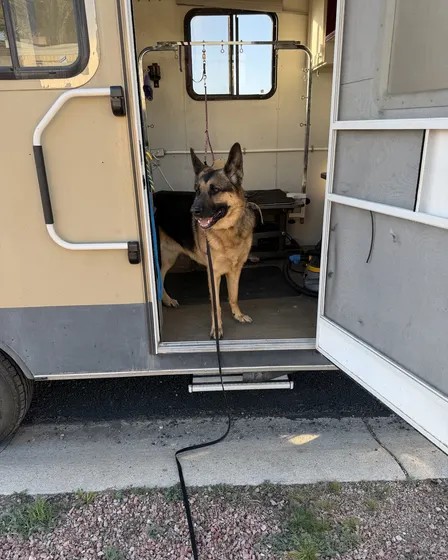 A real Dirty Paws client, a German Shepherd, waiting at the open door of the mobile grooming unit.
